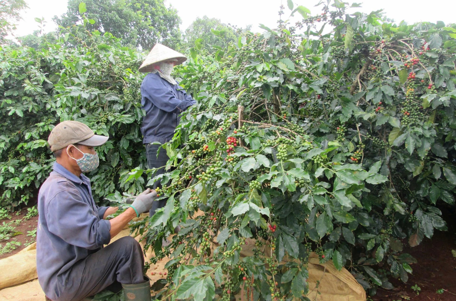 Quảng Trị phấn đấu mở rộng diện tích được cấp mã số vùng trồng.html