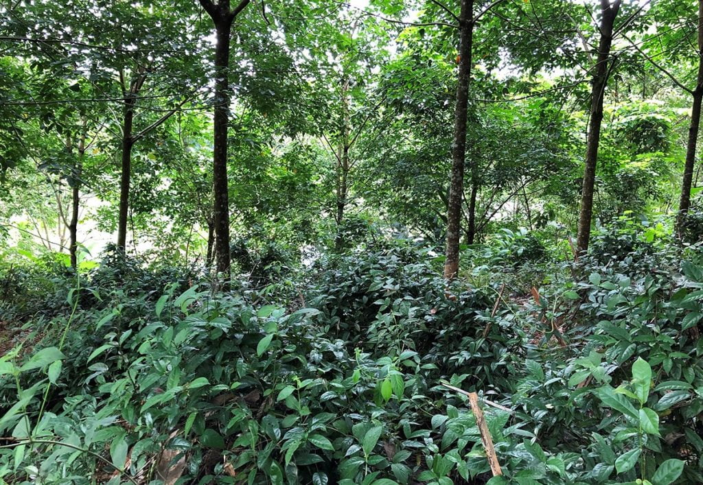 Thanh Hóa: Phát hiện loài chuột chũi mới tại Khu Bảo tồn thiên nhiên Pù Luông