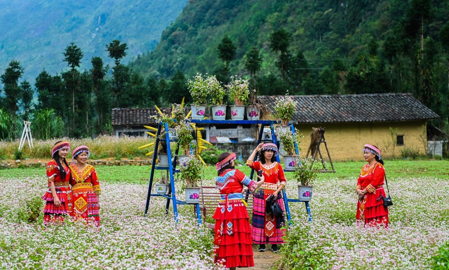 Tuyên Quang đặt nhiều kỳ vọng ở Lễ hội hoa Tam giác mạch