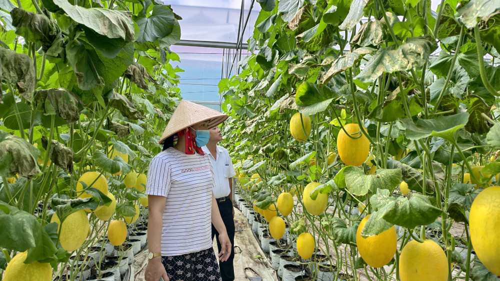 Gia Lai chủ động chuyển đổi cơ cấu cây trồng, nâng cao giá trị kinh tế 