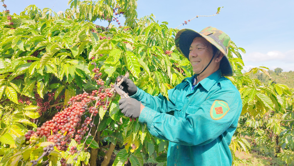 Gia Lai nhân rộng mô hình canh tác cà phê thông minh