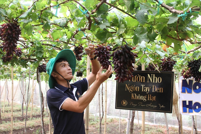 Khánh Hòa mở rộng diện tích trồng nho chất lượng cao