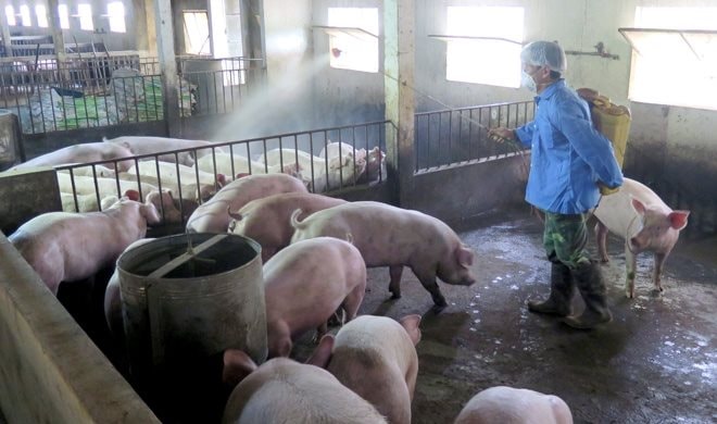 Quảng Ngãi yêu cầu kiểm soát, dập dịch tả lợn châu Phi trước ngày 25/8