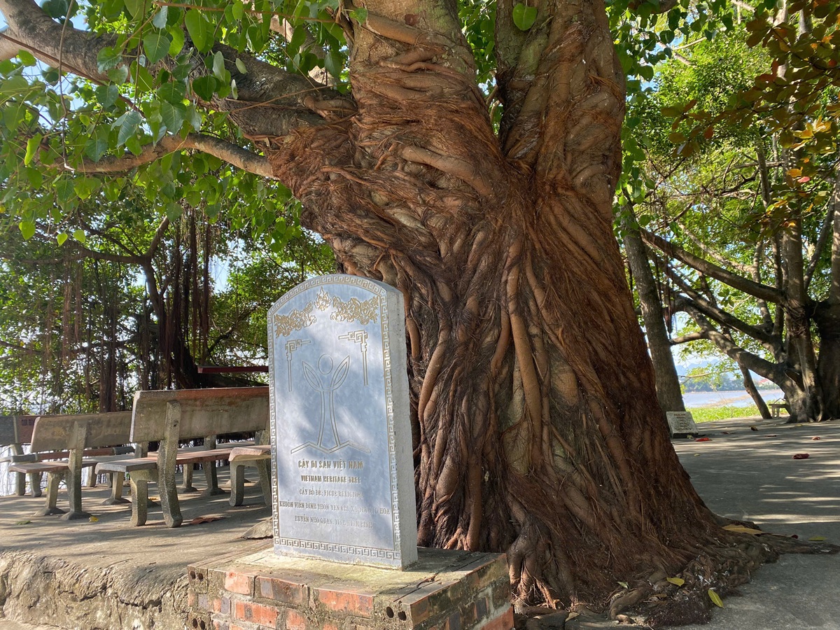 [Photo Story] Chiêm ngưỡng 4 Cây Di sản tại đình làng Yên Chỉ