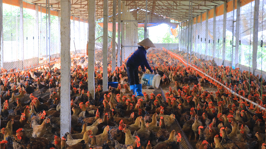 Tuyên Quang thúc đẩy phát triển các mô hình chăn nuôi an toàn dịch bệnh