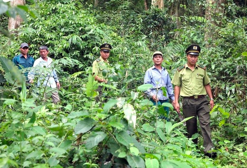 Hiệu quả từ chính sách giao khoán bảo vệ rừng tại Nghệ An