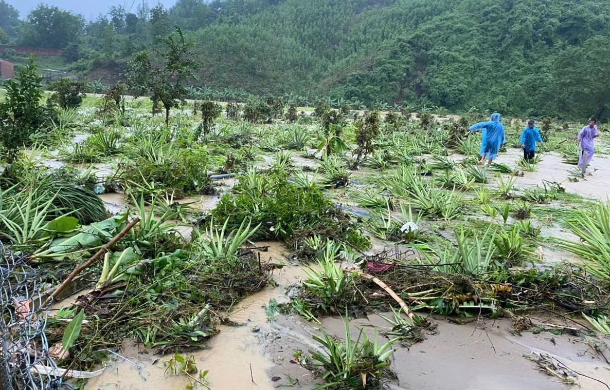 Khánh Hòa tập trung khôi phục hoạt động sản xuất nông nghiệp sau mưa lũ