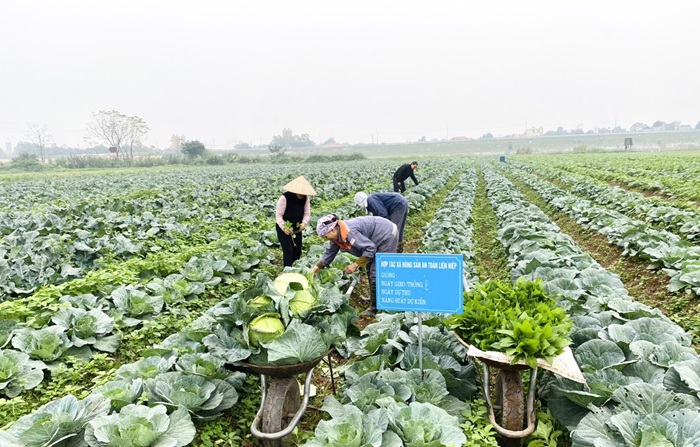 Hà Nội hỗ trợ 100% chi phí thiết lập hệ thống truy xuất nguồn gốc điện tử