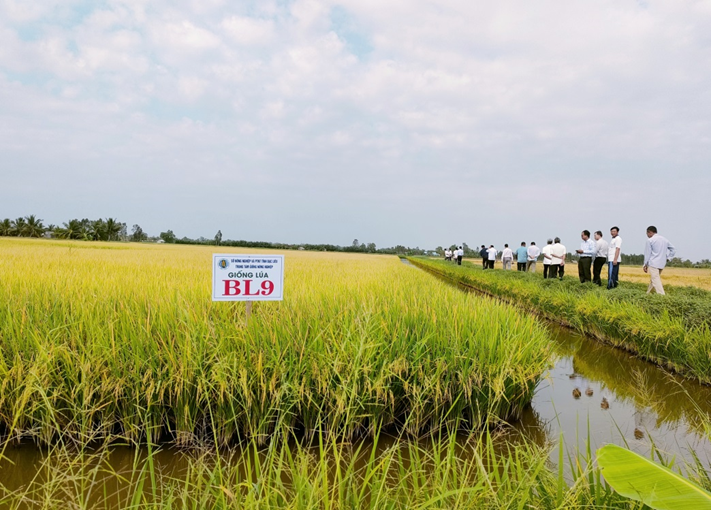 Nghiên cứu, chọn tạo giống lúa chất lượng cao phục vụ sản xuất