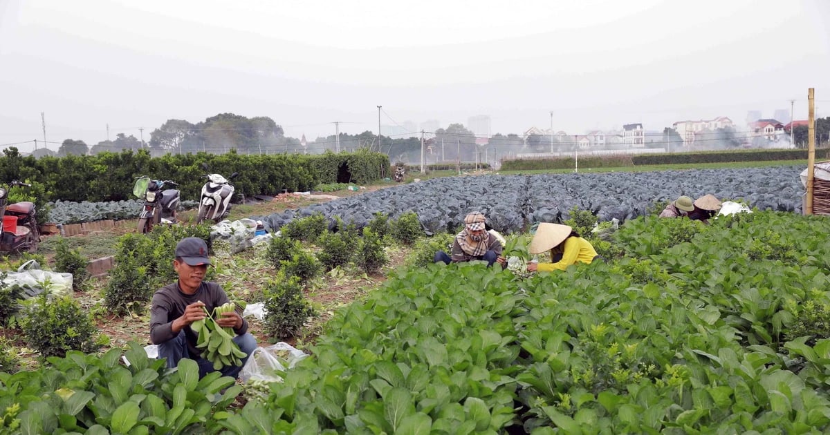 Hà Nội triển khai quy định về xây dựng tại các vùng nông nghiệp tập trung