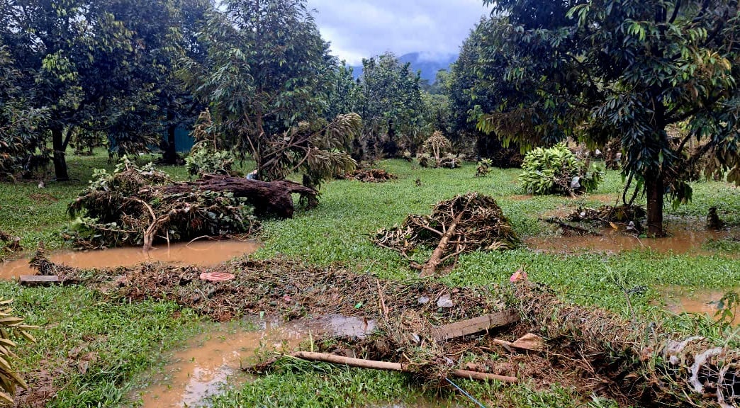 Khánh Hòa tập trung khôi phục sản xuất nông nghiệp sau mưa lũ