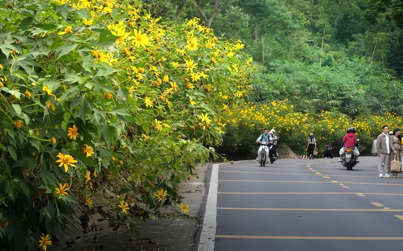 Hoa dã quỳ nở rộ tại Vườn quốc gia Ba Vì