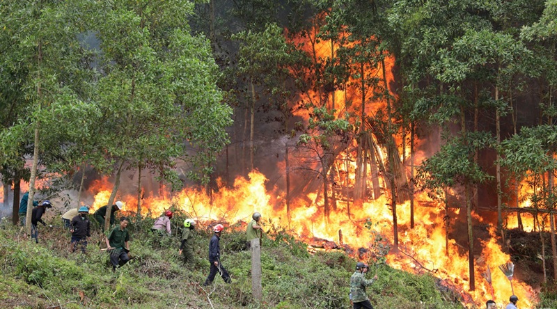Chủ động ứng phó nguy cơ cháy rừng trong điều kiện thời tiết hanh khô