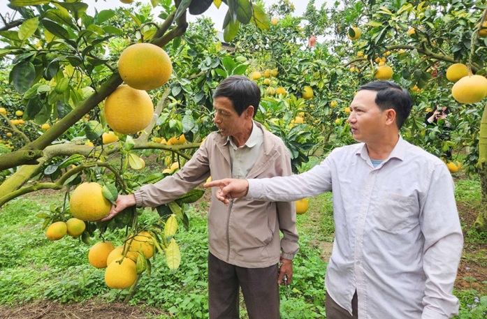 Bắc Ninh mở rộng diện tích trồng cây ăn quả tiêu chuẩn VietGAP