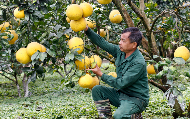 Phú Thọ quy định mức hỗ trợ phát triển sản xuất cây trồng chủ lực