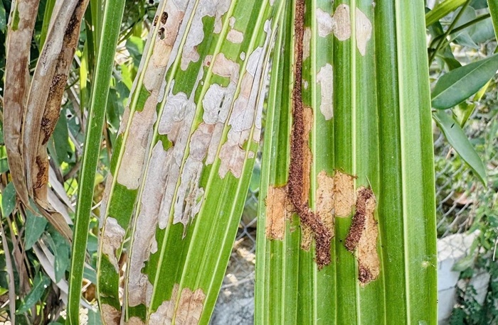 Tiêu chí xác định nguy cơ xâm hại của loài ngoại lai