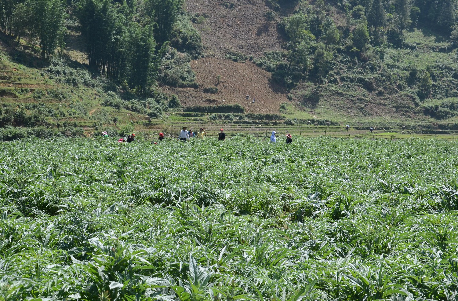 Lào Cai quy hoạch vùng trồng, bảo tồn các loài dược liệu