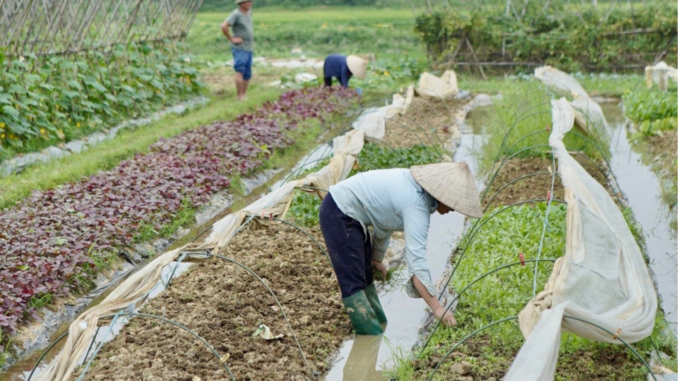Bắc Ninh quy định đơn giá bồi thường cây trồng, vật nuôi khi Nhà nước thu hồi đất 