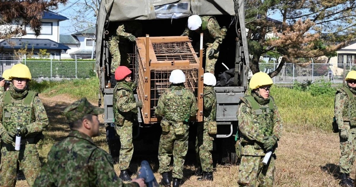Nhật Bản tiếp tục ứng phó tình trạng gấu tấn công người dân