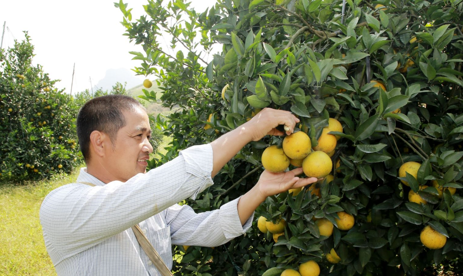 Khoa học - công nghệ tạo động lực cho phát triển nông nghiệp bền vững