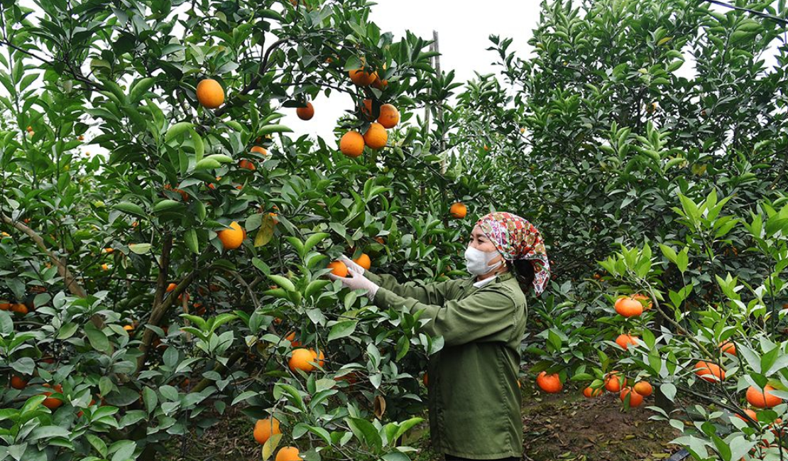 Hưng Yên mở rộng diện tích trồng cây ăn quả chất lượng cao