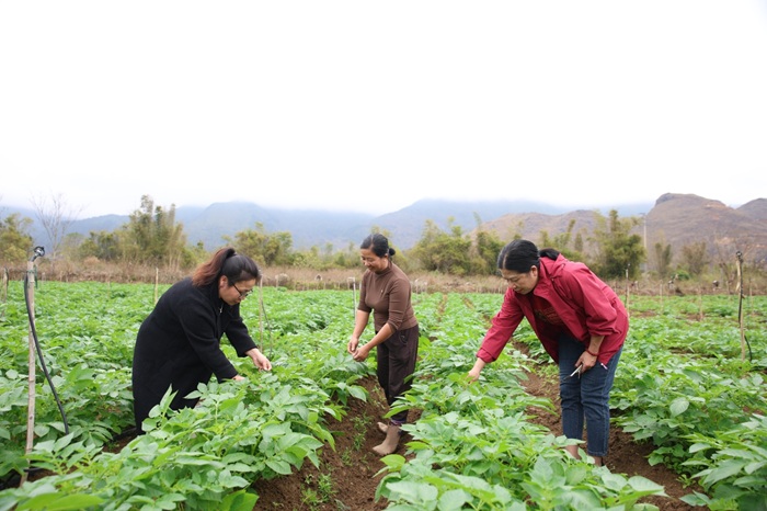 Lai Châu ứng dụng công nghệ cao phát triển nền nông nghiệp hiện đại