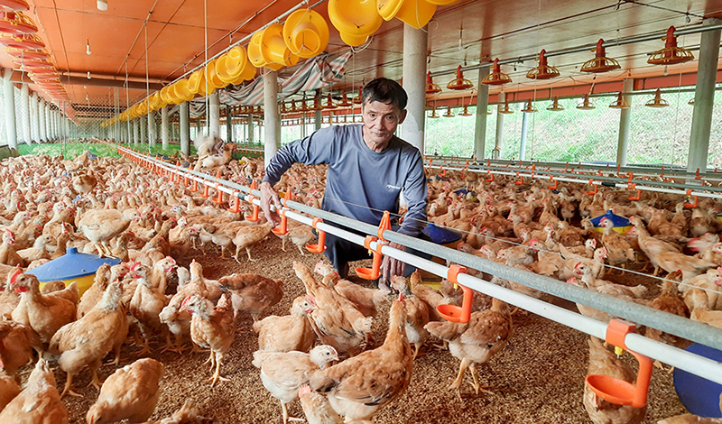 Gia Lai hỗ trợ kinh phí triển khai tiêm phòng, phòng chống dịch bệnh động vật