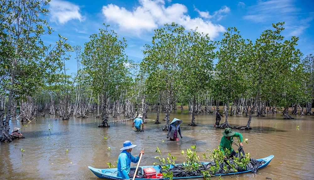Đẩy mạnh trồng rừng phòng hộ ven biển 