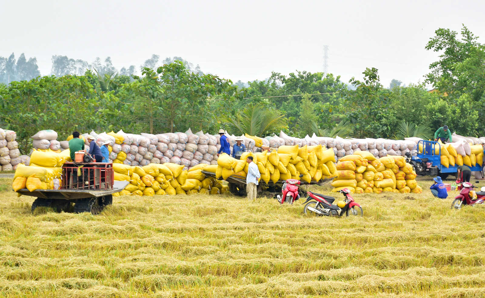 An Giang hỗ trợ phát triển mô hình sản xuất lúa chất lượng cao, giảm phát thải