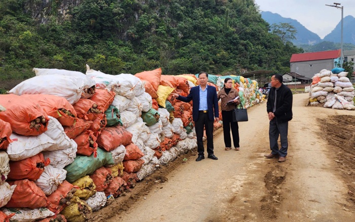 Bảo đảm ổn định sản xuất, thị trường tiêu thụ dong riềng