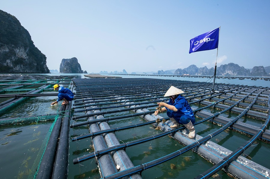 Quảng Ninh mở rộng diện tích nuôi biển áp dụng công nghệ cao