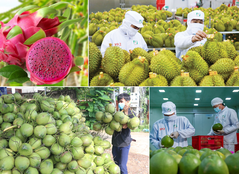 Xuất khẩu rau quả hướng tới mục tiêu đạt 10 tỷ USD năm 2026