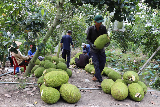 Đảm bảo điều kiện xuất khẩu mít sang thị trường Trung Quốc