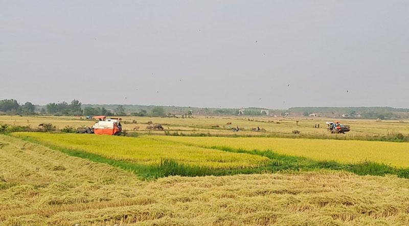 Đắk Lắk phân bổ 70% tiền hỗ trợ bảo vệ đất trồng lúa cho cấp xã