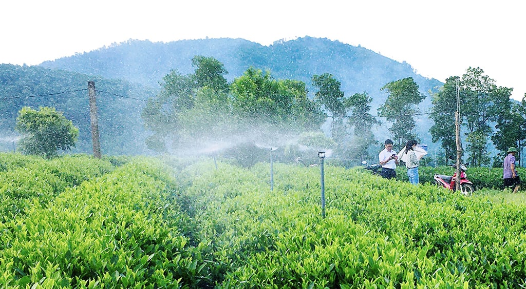 Thái Nguyên nghiên cứu chuyển đổi số toàn diện trong quản lý, sản xuất chè