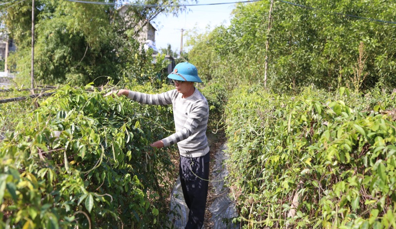 Hiệu quả từ mô hình trồng cây sâm nam ở Quảng Ninh