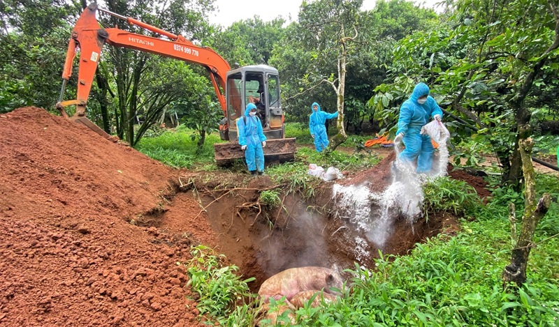 Lâm Đồng phòng, chống dịch tả lợn châu Phi ngay từ đầu năm