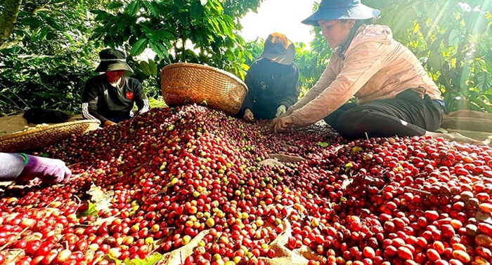 Thúc đẩy liên kết sản xuất, tiêu thụ nông sản qua các hợp tác xã