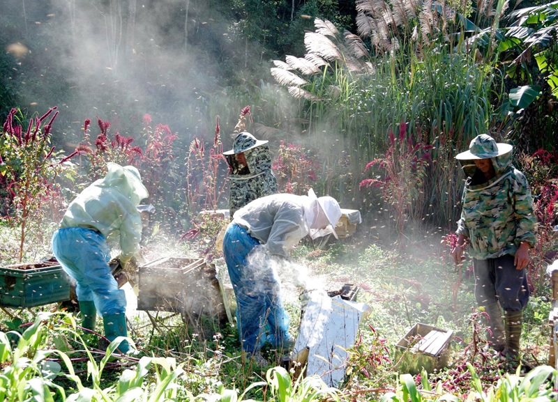 Tuyên Quang phát triển bền vững nghề nuôi ong bạc hà trên cao nguyên đá