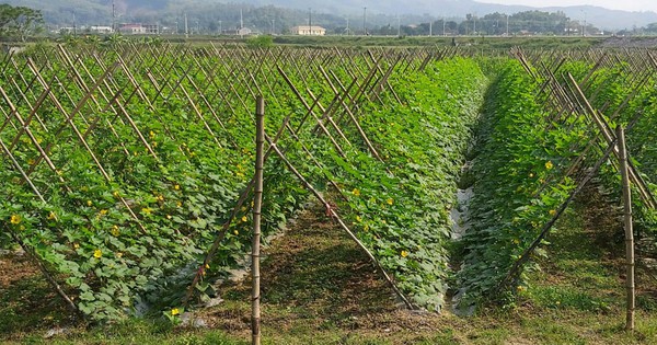 Cần Thơ quy định đơn giá bồi thường cây trồng, vật nuôi khi thu hồi đất