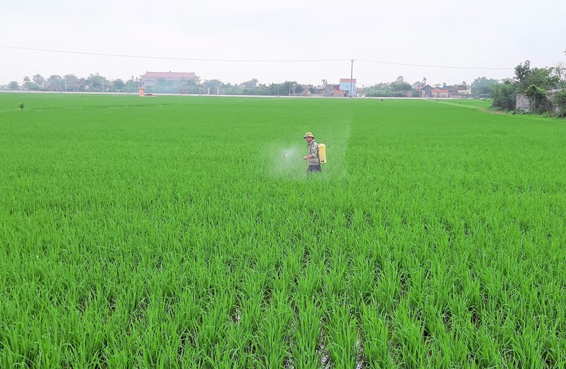 Danh mục thuốc bảo vệ thực vật được phép sử dụng tại Việt Nam