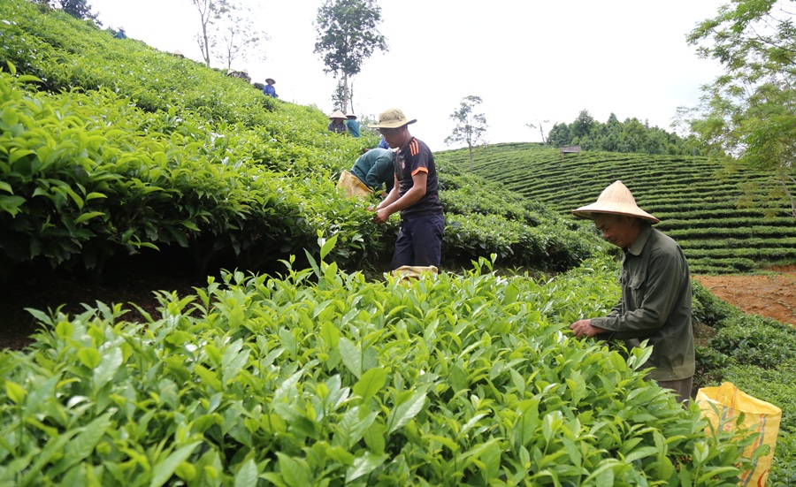 Lào Cai: Đa dạng hóa cây trồng chuyển đổi trên đất lúa