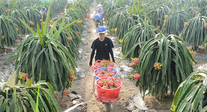 Đồng Tháp quy định mức hỗ trợ liên kết sản xuất, tiêu thụ sản phẩm nông nghiệp