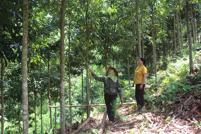 Mở rộng diện tích rừng được cấp chứng chỉ bền vững ở Thái Nguyên