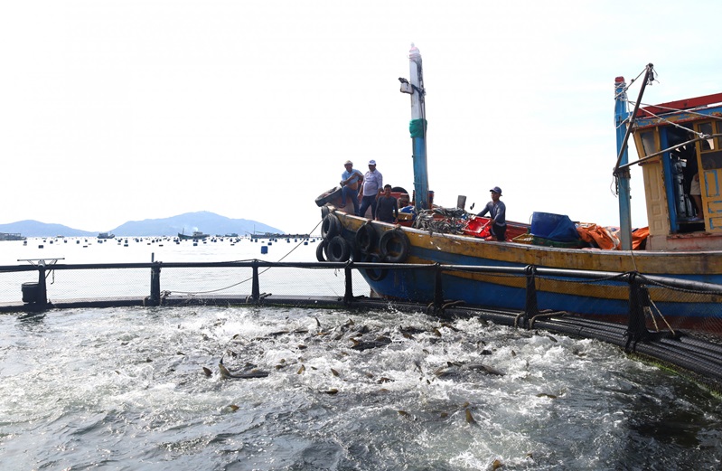 Nuôi biển công nghệ cao tạo đột phá phát triển kinh tế biển ở Khánh Hòa