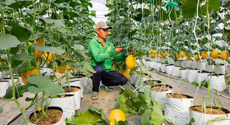 Chuyển đổi số tạo động lực phát triển nông nghiệp hiện đại, bền vững