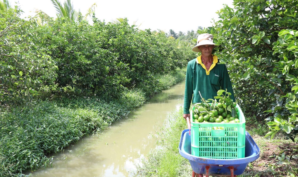 Vĩnh Long mở rộng vùng sản xuất chanh không hạt xuất khẩu