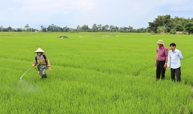 Sâu bệnh lây lan mạnh trên lúa vụ Hè Thu 