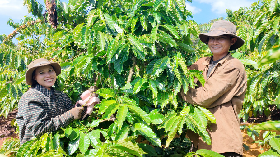 Gia Lai: Thúc đẩy liên kết, tiêu thụ nông sản qua các hợp tác xã nông nghiệp