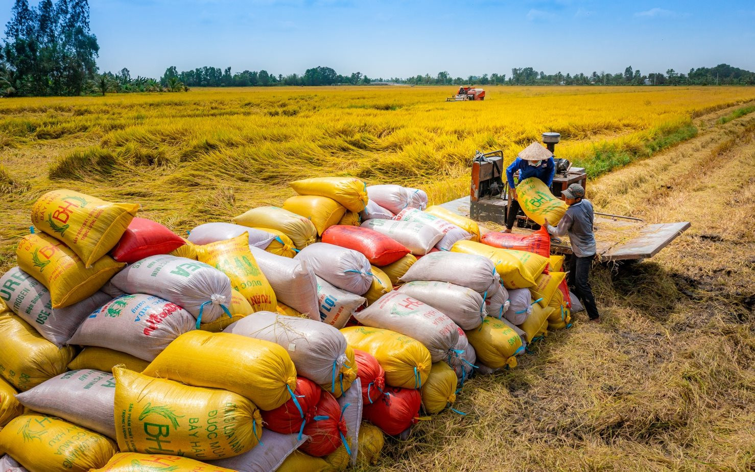Cà Mau hỗ trợ nông dân tiêu thụ lúa vụ Hè Thu 